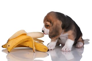 犬 バナナ
